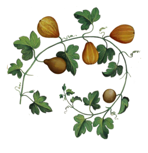 botanic-illustration