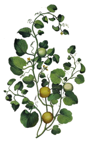 botanic-illustration2